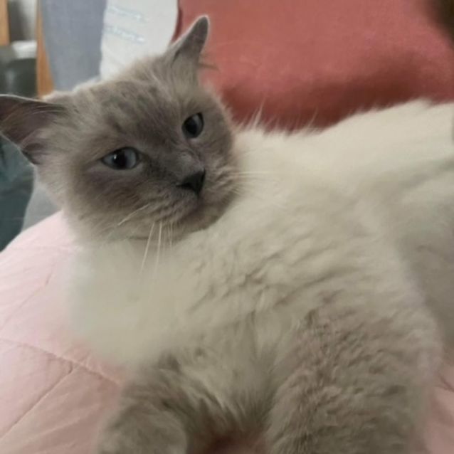 Photo of Buddy