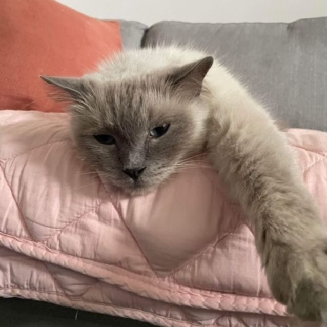 Photo of Buddy