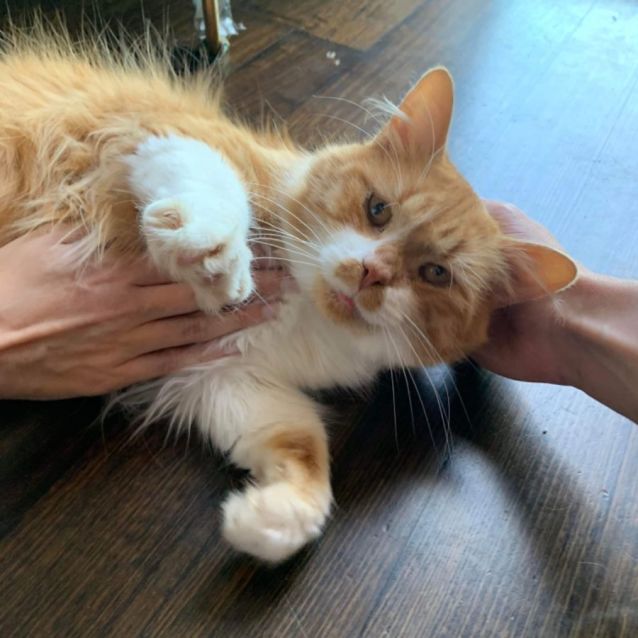 Photo of Cheddar 🧀🧡