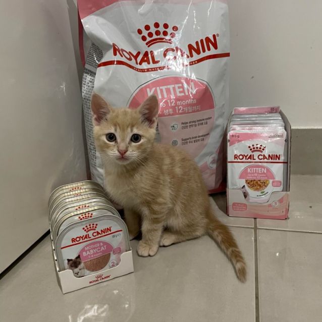 Petbarn royal canin cat food hotsell