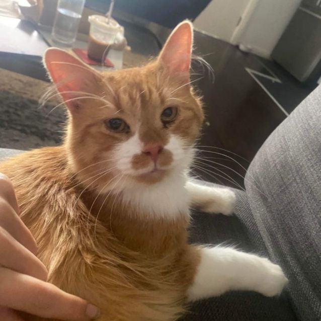 Photo of Cheddar 🧀🧡
