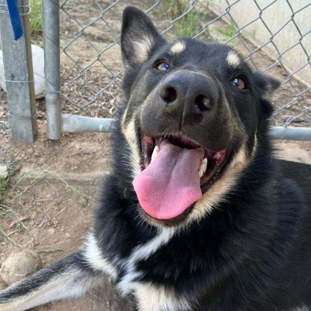 Photo of Digger