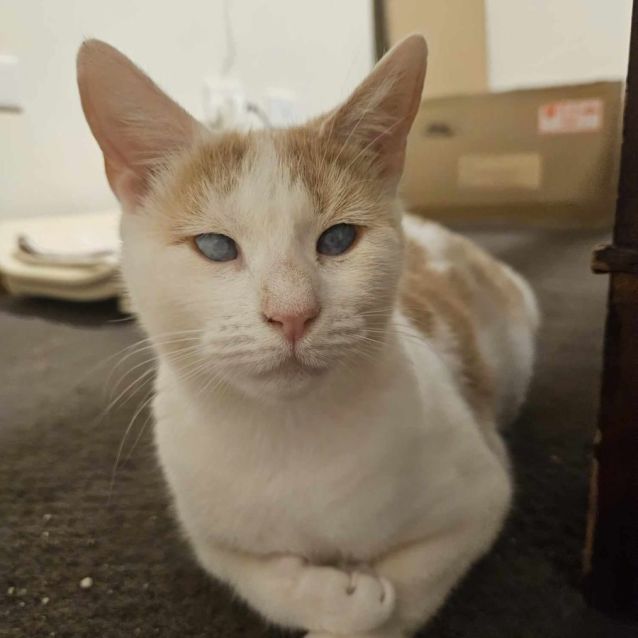 Countess and Princess Dual Adoption Female Domestic Short Hair Cat