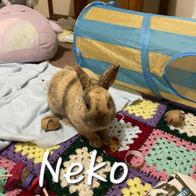 Photo of Neko