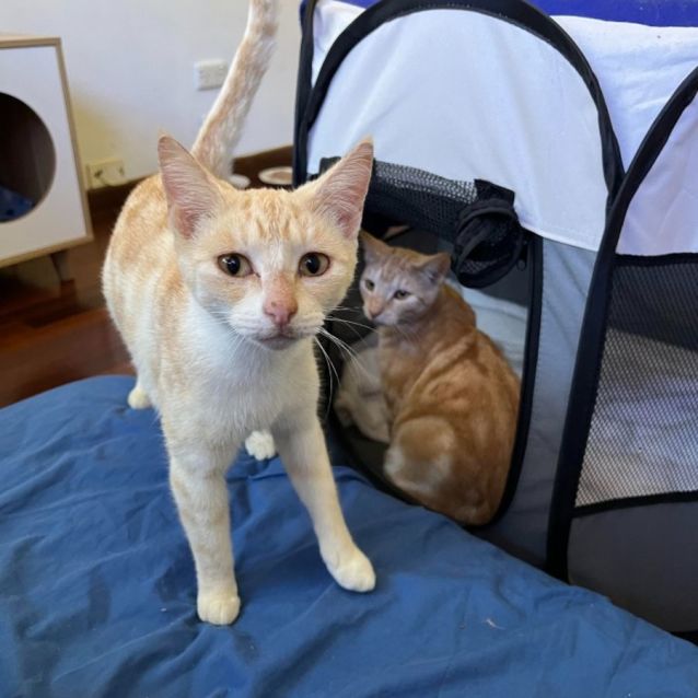 Photo of Sahara