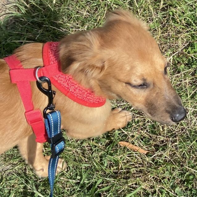 Photo of Silky