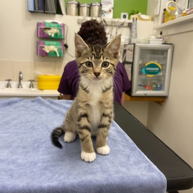 Photo of Juniper