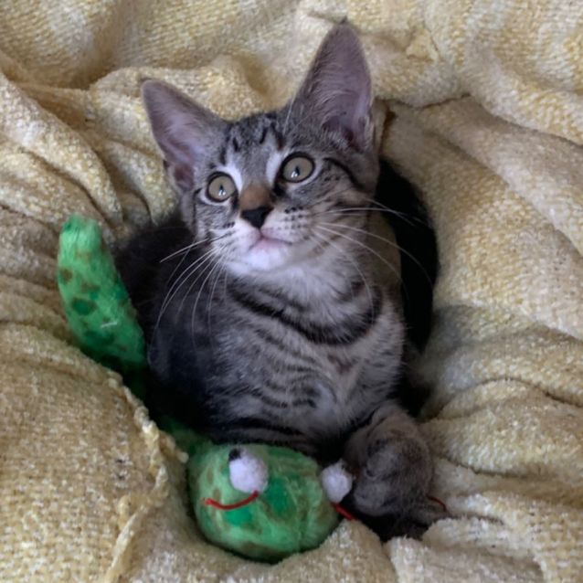 Photo of Billie 💙😺🎄