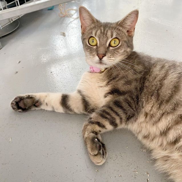 Photo of Jellybean