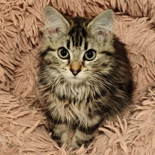 Photo of Hot Chips & Pizza