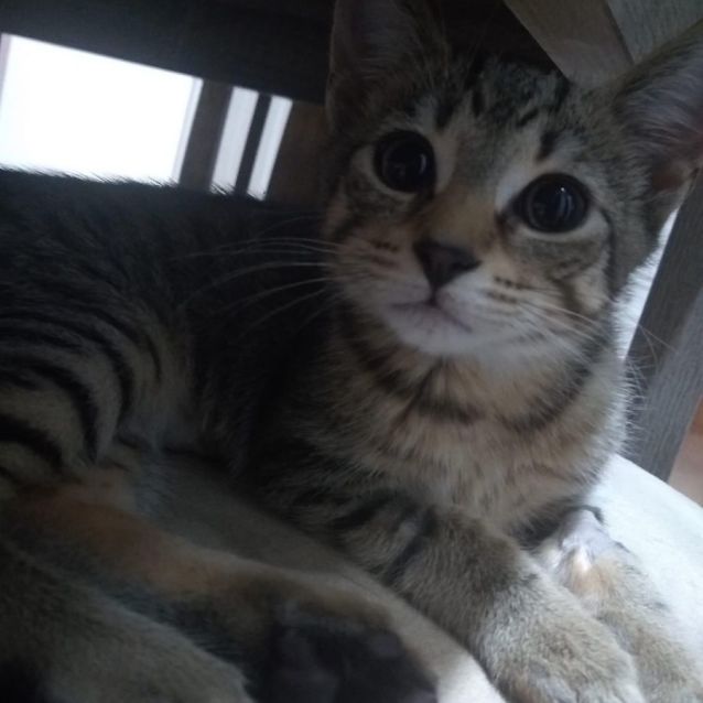 Photo of Purple People Eater