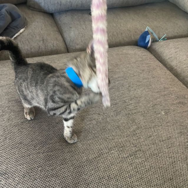 Photo of Toby Meet Me At Petstock Chelsea Store 