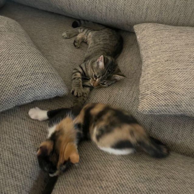 Photo of Tilly Meet Me At Petstock Chelsea Store 