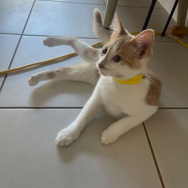 Photo of Maple Meet Me At Petstock Chelsea Store 