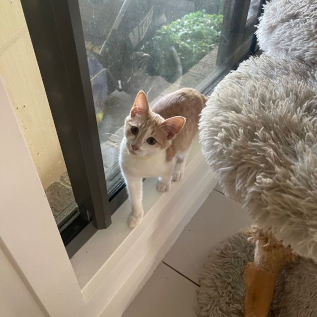 Photo of Maple Meet Me At Petstock Chelsea Store 