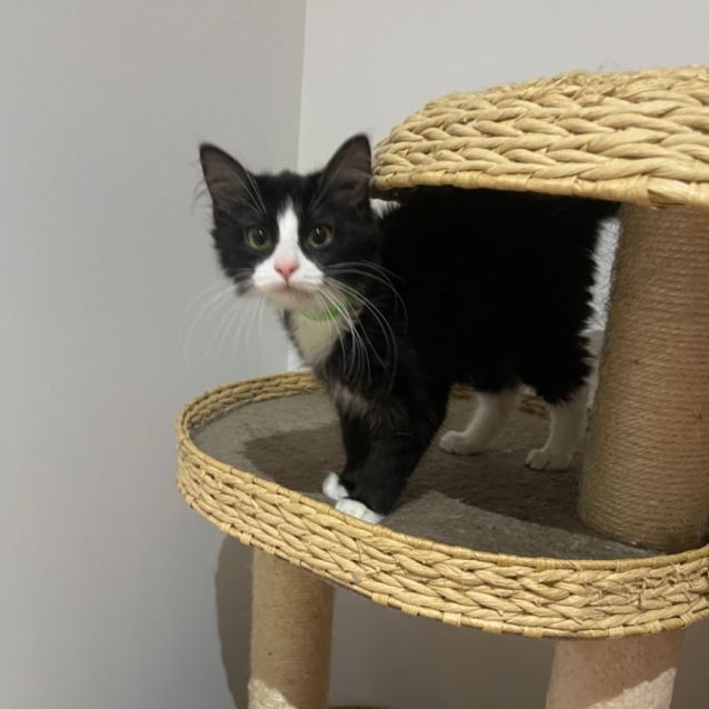 Photo of Twilight Meet Me At Petstock Chelsea Store