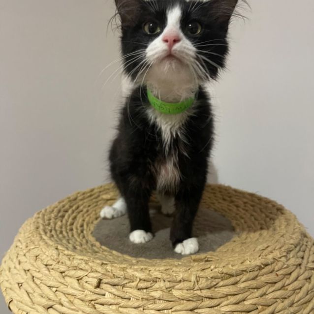 Photo of Twilight Meet Me At Petstock Chelsea Store