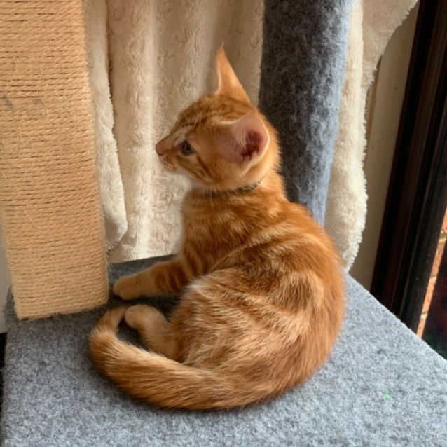 Photo of Oakley 🧡😻🐈🧡