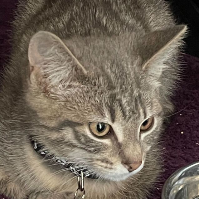 Photo of Tech ** 2nd Chance Cat Rescue**