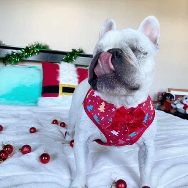 Photo of 🦄Didi🦄