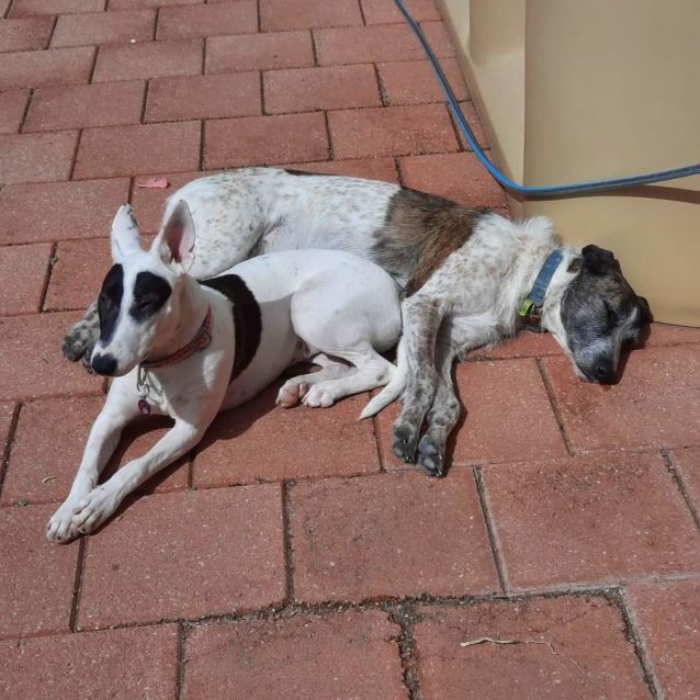 Photo of Ariana Dumbledore 