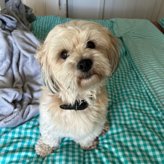 Photo of Ollie