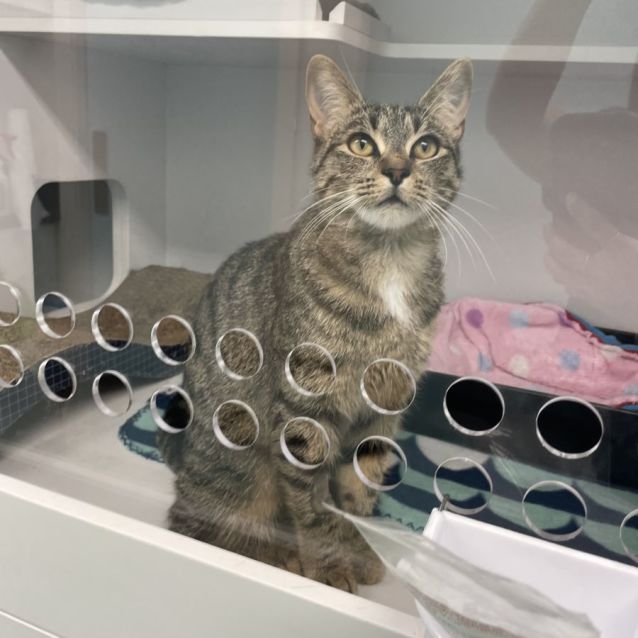 Photo of Honey Hazel