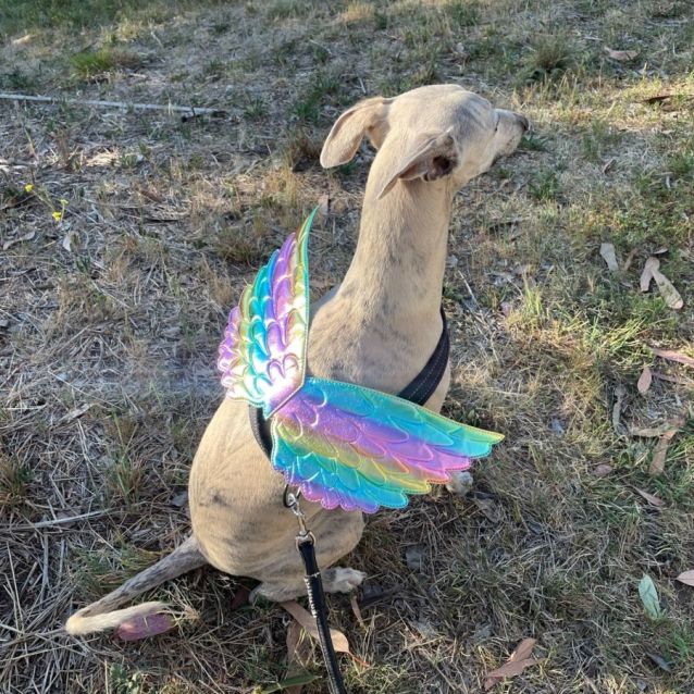 Photo of Merlin