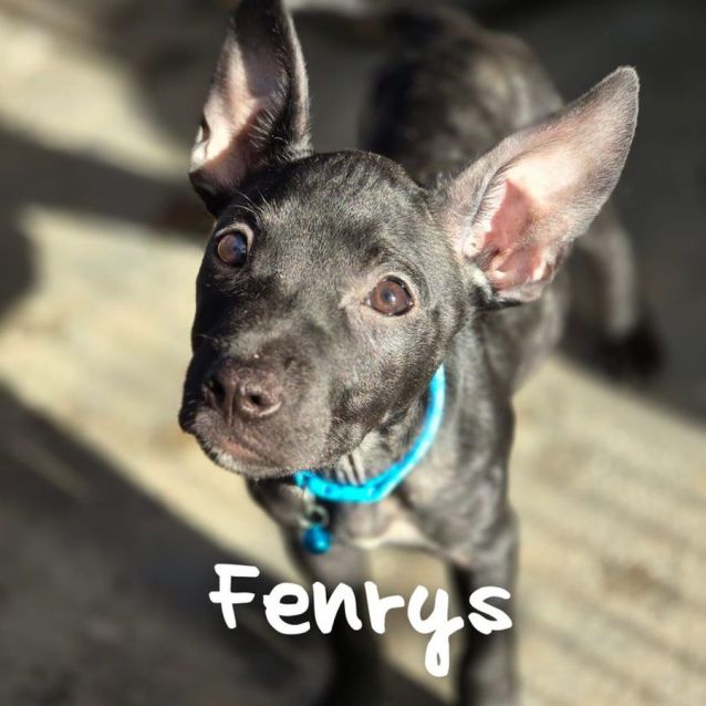Photo of Fenrys