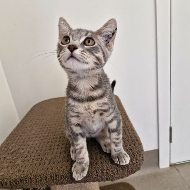 Photo of C1285 Twinkle 