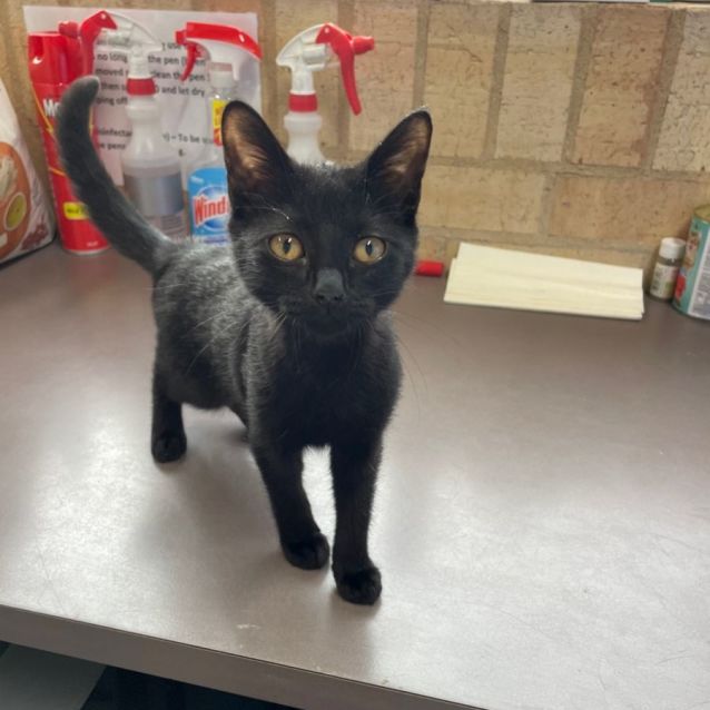Photo of Nova