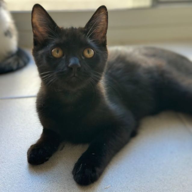 Photo of Kahn 🐈‍⬛🐾