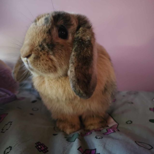 Photo of Mrs Claws (Located In Mount Evelyn)