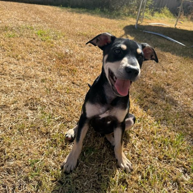 Photo of Rowan English Staffy