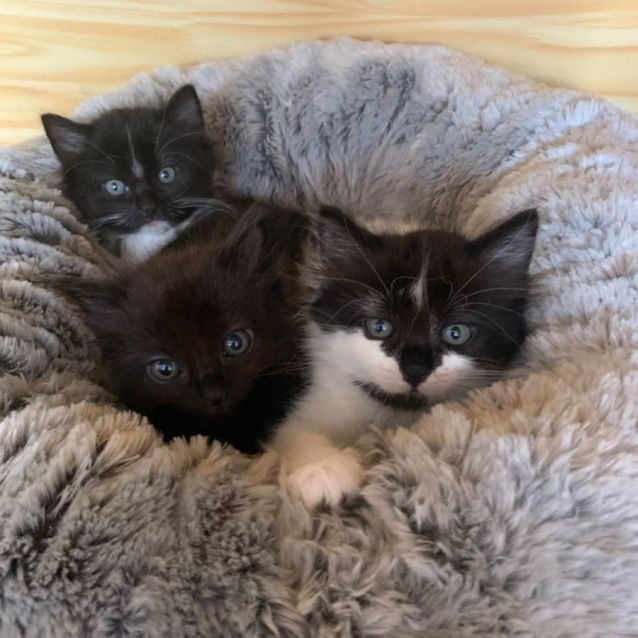 Photo of Jasper 🐼🐾💙