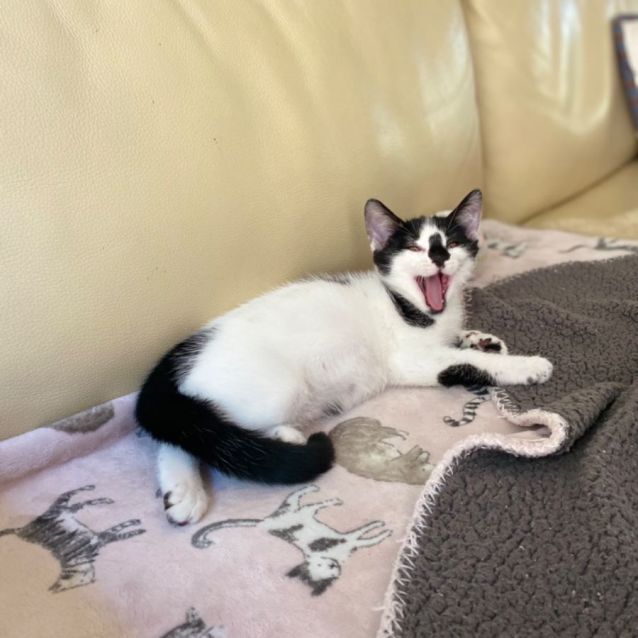 Photo of 🐨Blinky Bill🐨