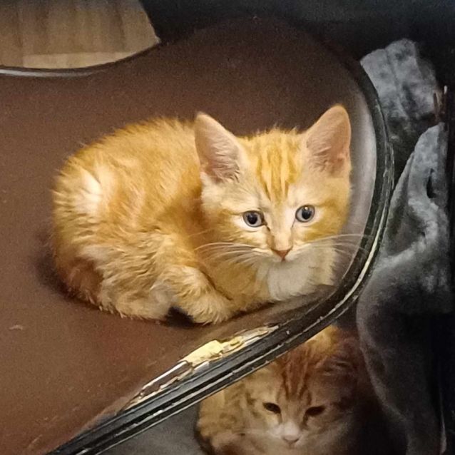 Photo of Ariel **2nd Chance Cat Rescue**