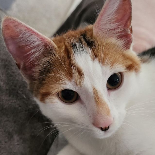 Photo of Saffron ^^Dandy Cat Rescue^^