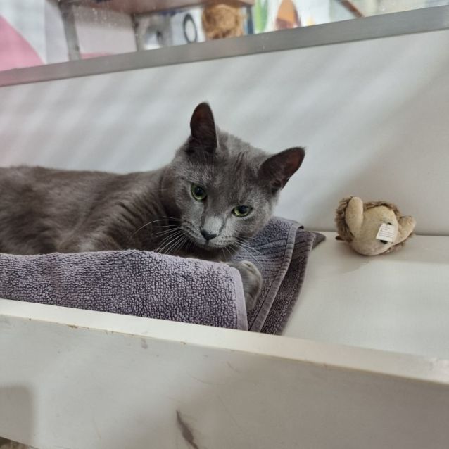 Photo of Smokey