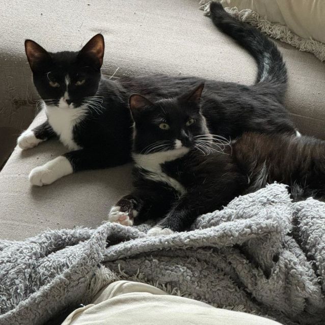 Photo of Alice *9 Lives Project Rescue*