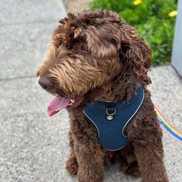 Photo of 🍫 Chocolate Brownie 🍫