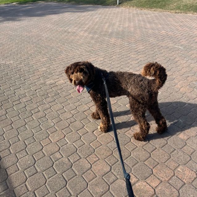 Photo of 🍫 Chocolate Brownie 🍫