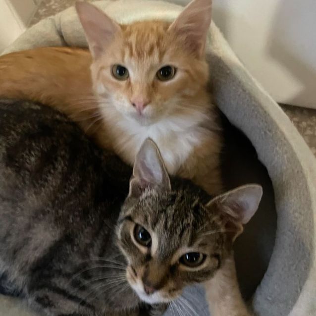 Photo of Cupid & Arrow *9 Lives Project Rescue*