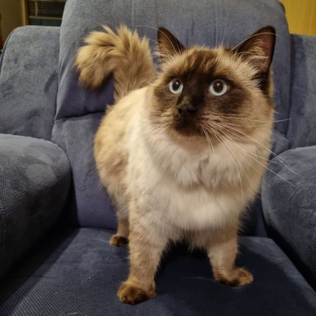 Photo of Marshmallow 