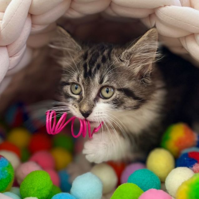 Photo of 🧁 Cupcake 🧁