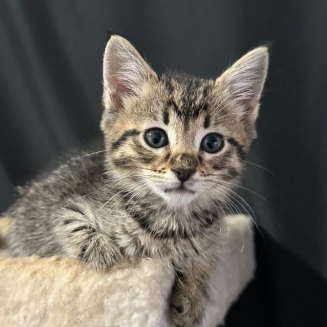 Photo of Evie 😻👑