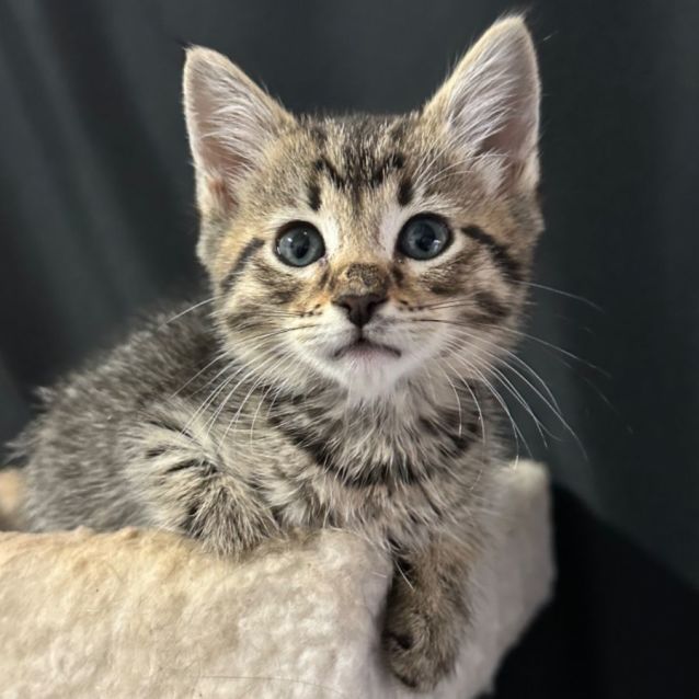 Photo of Evie 😻👑