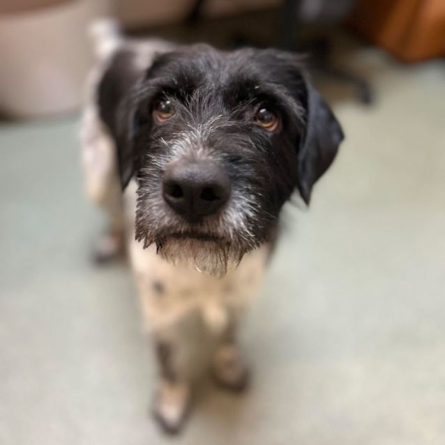 Photo of Ollie