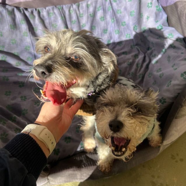 Photo of Harley And Lyla