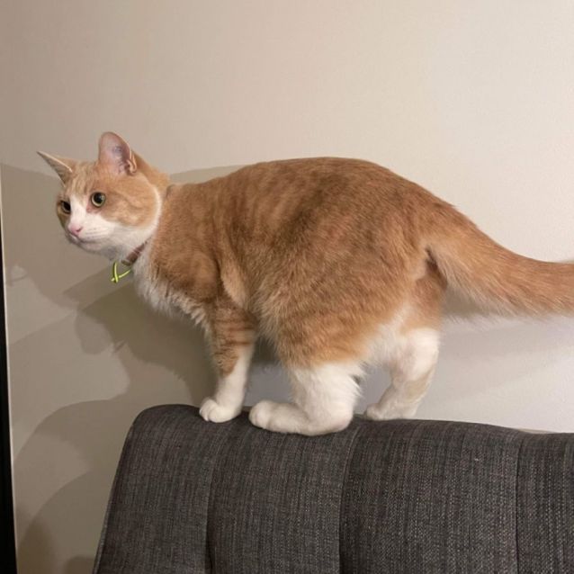 Photo of Mushi George